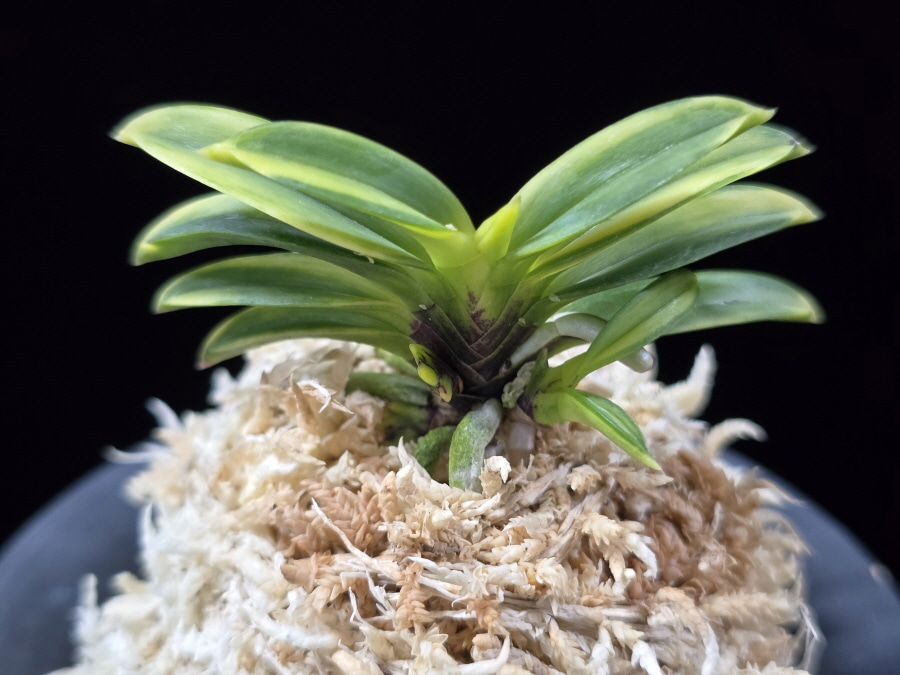 비금 轡錦 Kutsuwa nishiki 비금 轡錦 Kutsuwa nishiki