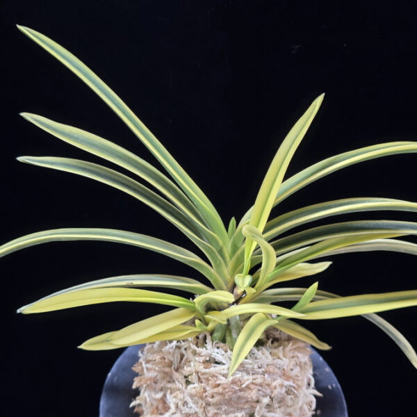 취보 翠宝 Suihou