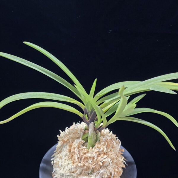 팔방 八房 Yatsufusa