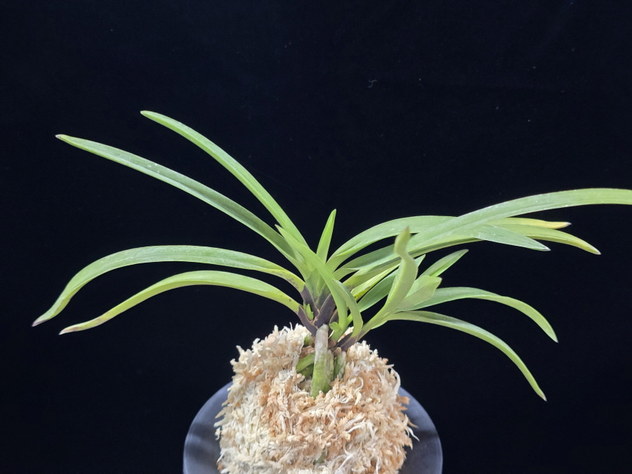 팔방 八房 Yatsufusa 팔방 八房 Yatsufusa