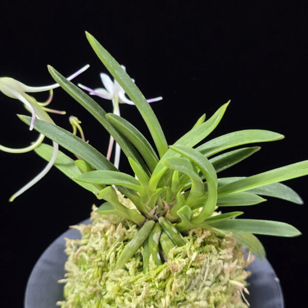 삼소전 三笑殿(万華境) Samsojeon(Mangekyo) (3 spur)