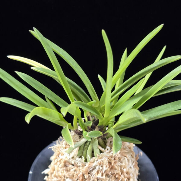 백봉 白鳳 Hakuhou