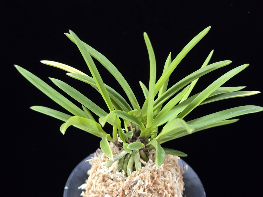 백봉 白鳳 Hakuhou 백봉 白鳳 Hakuhou