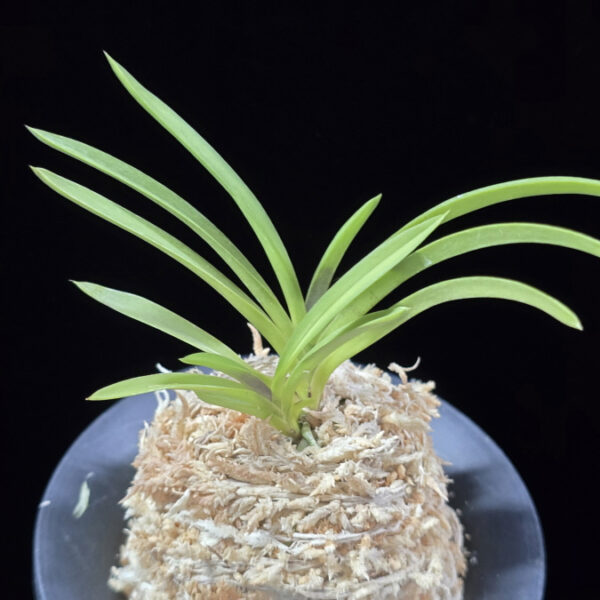 공주 公主 Gongju (3spur)