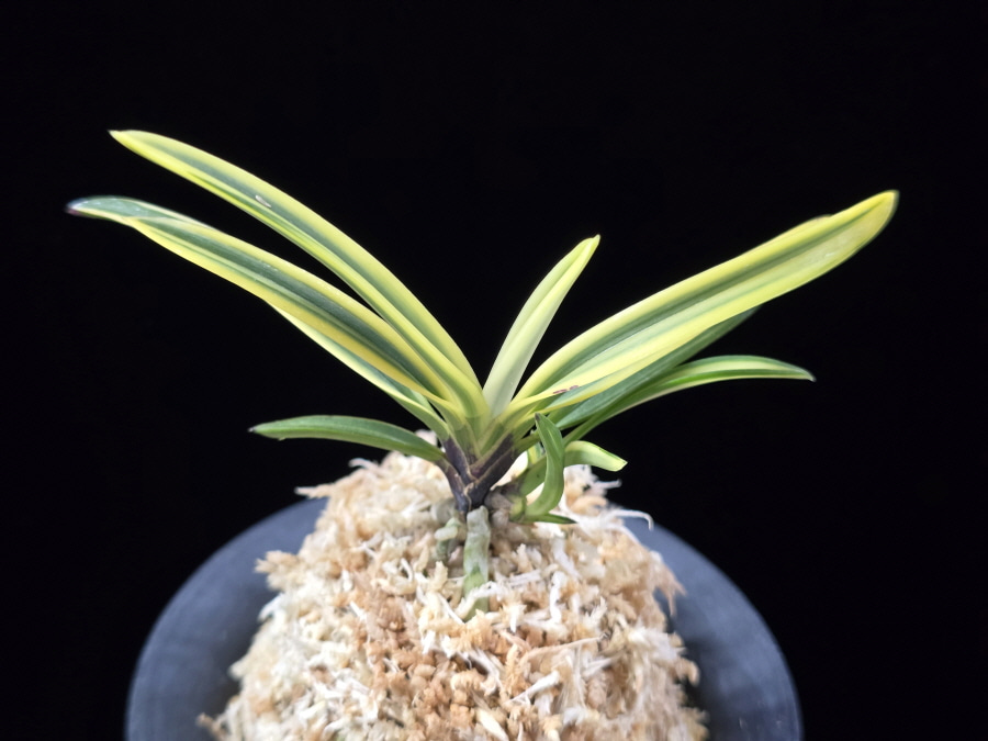 왕관 王冠 Okan 왕관 王冠 Okan