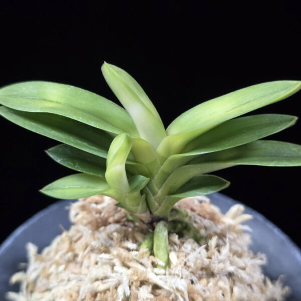 언성 彦星 Hikoboshi