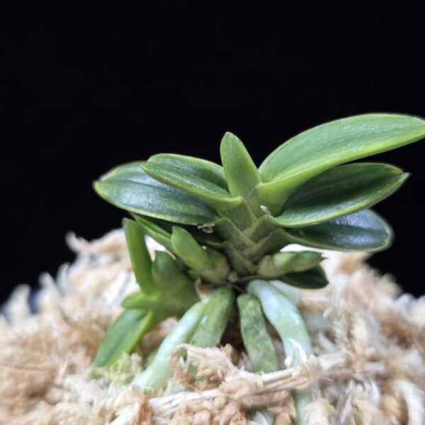 천흑 天黑 Cheonheuk