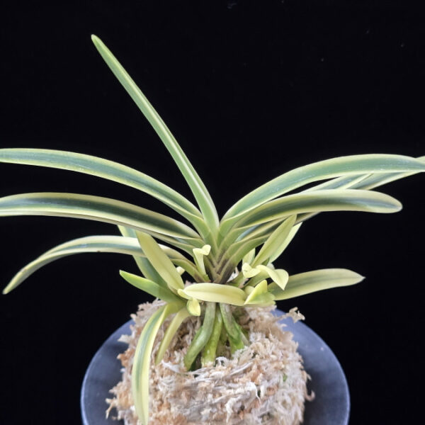 부귀전 富貴殿 Fukiden