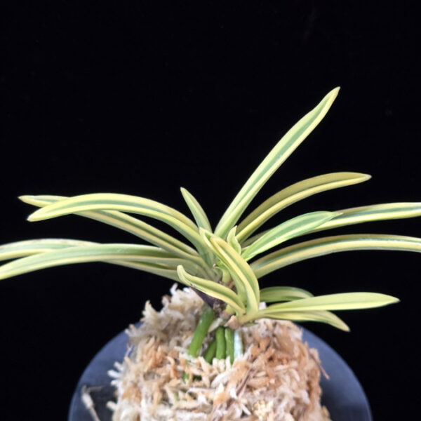 천혜복륜 天恵覆輪 Tenkei Fukurin