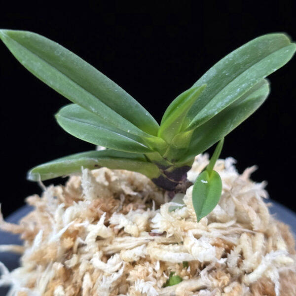 흑룡 黒龍 Kokuryu