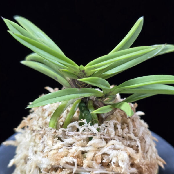 뇌호지검 瀬戸之剣 Seto no Tsurugi