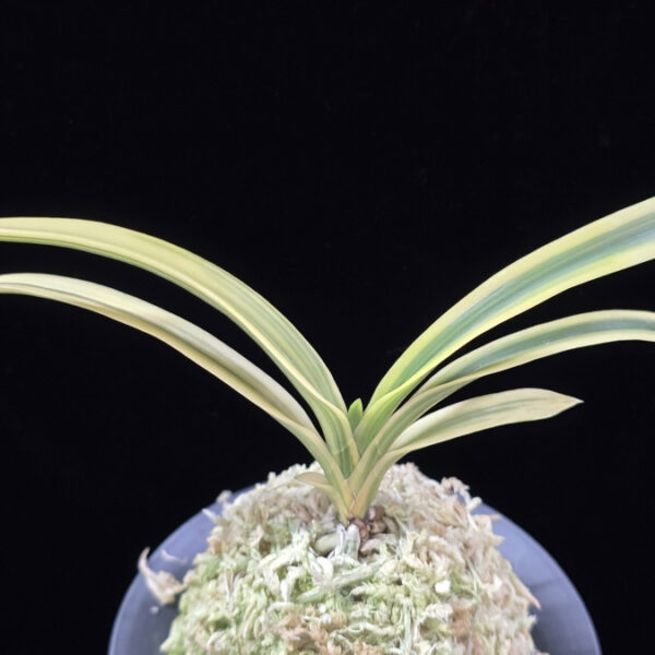 고천관 高天冠 Gocheongwan