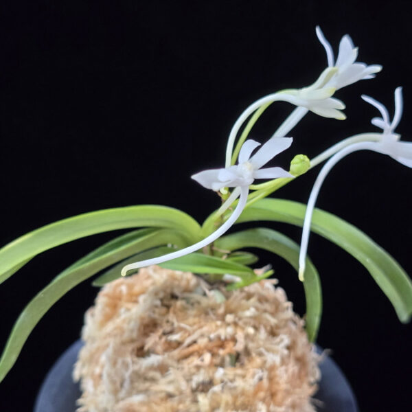 대파청해호 大波青海縞 Onamisekai Shima