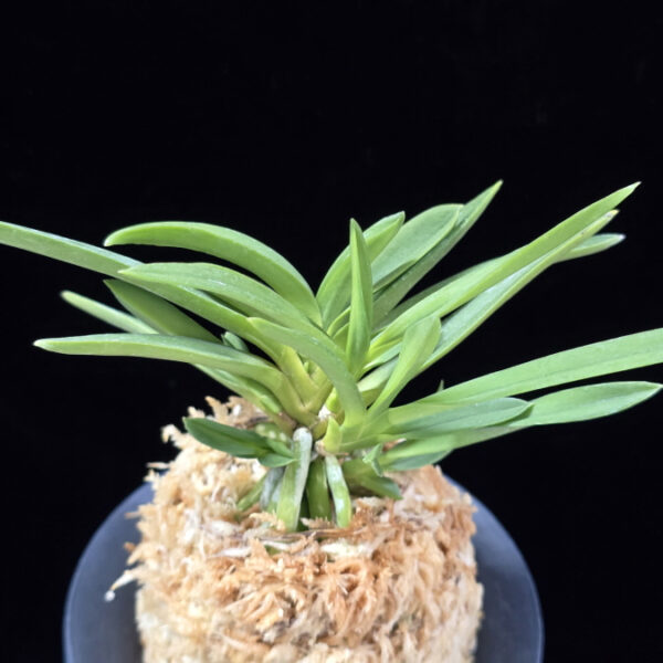 공작환 孔雀丸 Kujakumaru