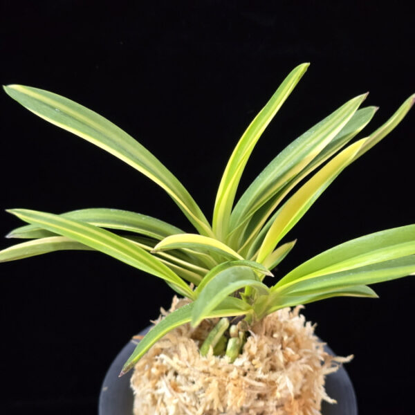 서백 瑞白 Seoback