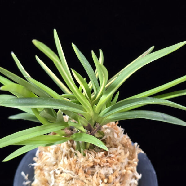 신호동 新湖東 Shinkotou