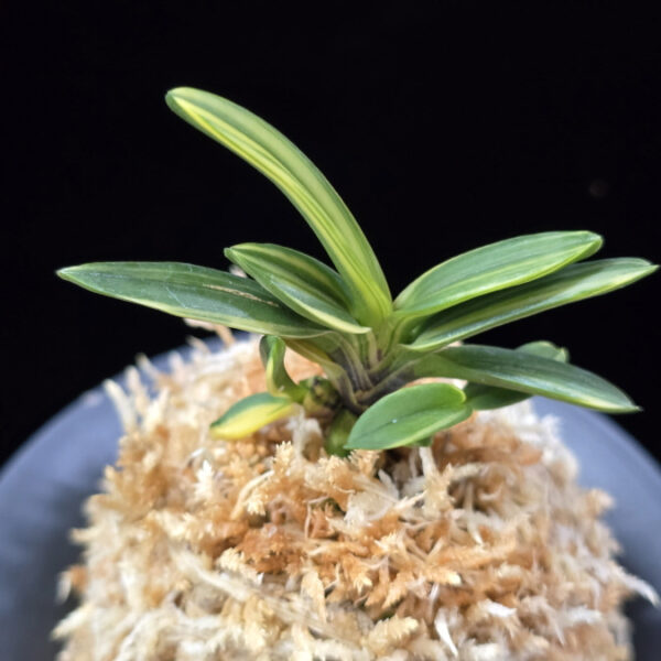 소응환호 小鷹丸縞 Kotakamaru Shima