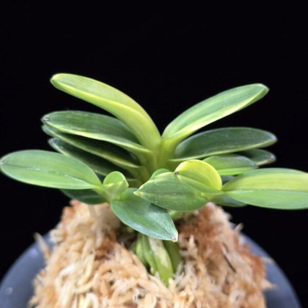 화천금 華泉錦 Kasen Nishiki