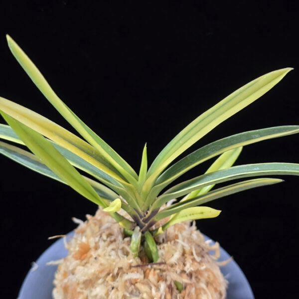 건국복륜 建国覆輪 Kenkoku fukurin