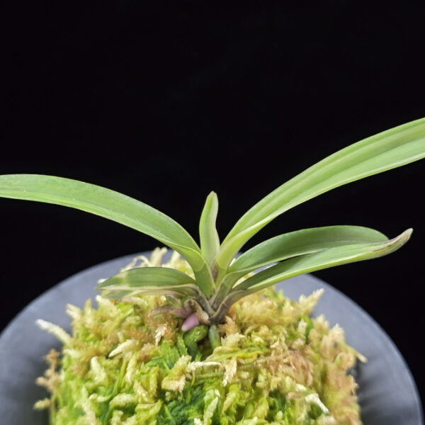 화영복륜 火影覆輪 Hokage Fukurin