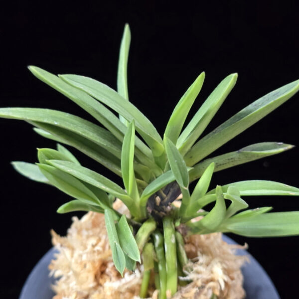 보울두 宝熨斗 Takaranoshi