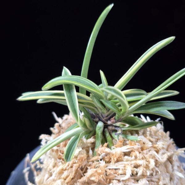 도조 都鳥 Miyakodori