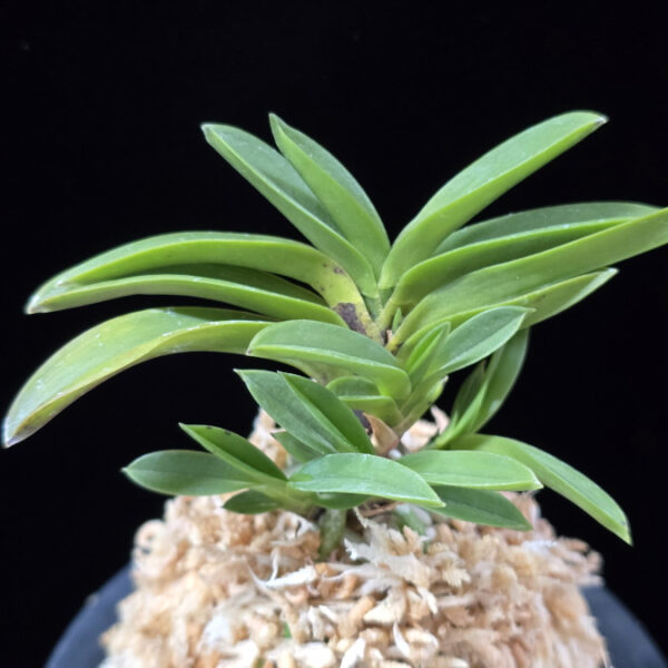 부용 芙蓉 Buyong