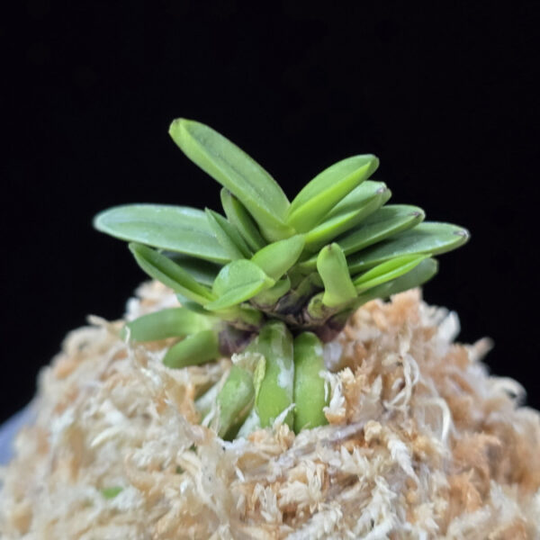 흑진주 黒真珠 Kuroshinju