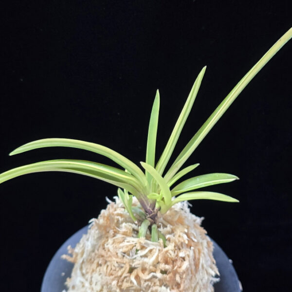 조일전 朝日殿 Asahiden