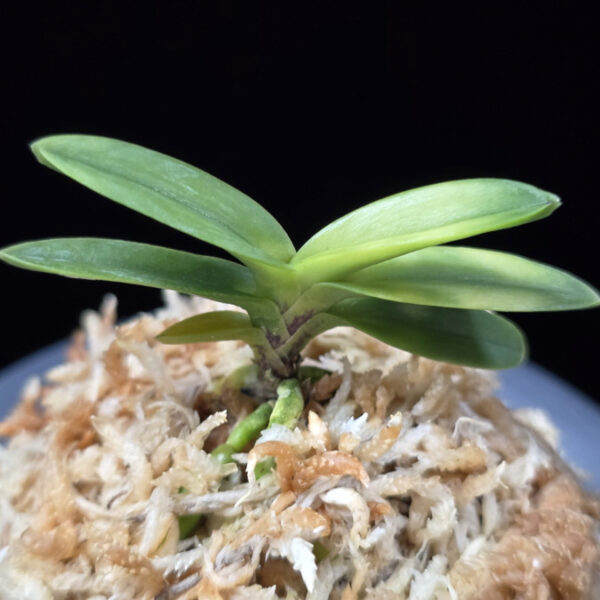 정설 淀雪 Jeongseol (Daiunkai+Yodo no matsu)