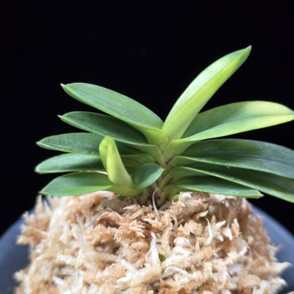 정설 淀雪 Jeongseol (Daiunkai+Yodo no matsu)