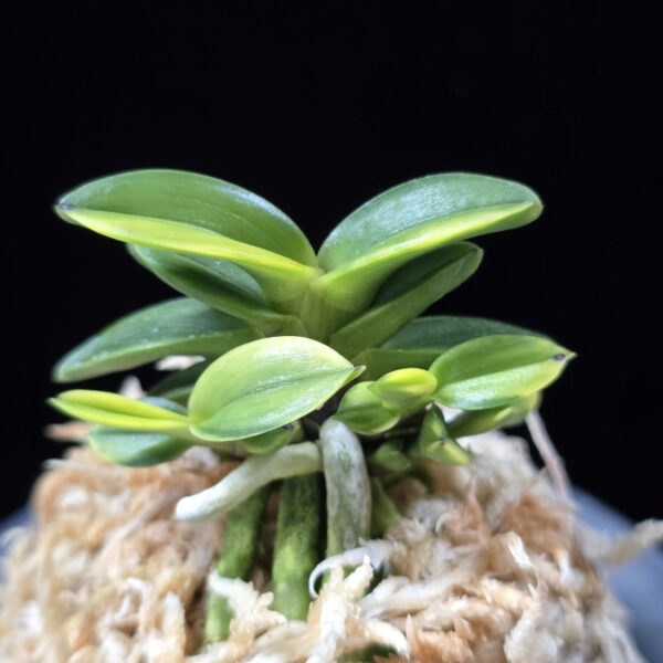 진주금 真珠錦 Shinjunishiki (Kuroshinju+Fugaku)