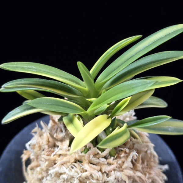 성대호 聖代縞 Sedai Shima