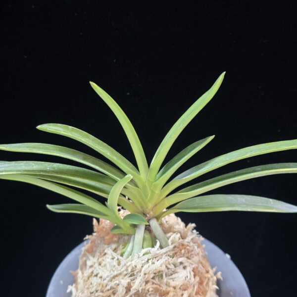 유곡금 幽谷錦 Yukoku Nishiki