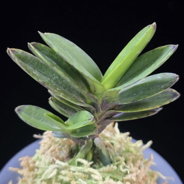 고조선 古朝鮮 Gojoseon(Kochosen)