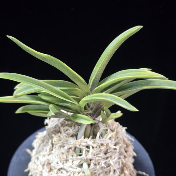 춘광 春光 Chungwang