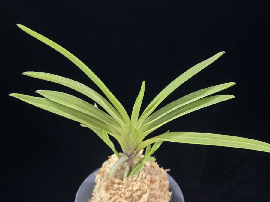 서능금 西凌錦 Seoneunggeum 서능금 西凌錦 Seoneunggeum