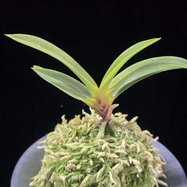 진월 真月 Shingetsu