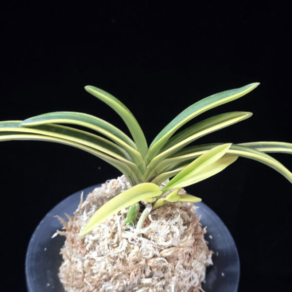 보금 宝錦 Takaranishiki