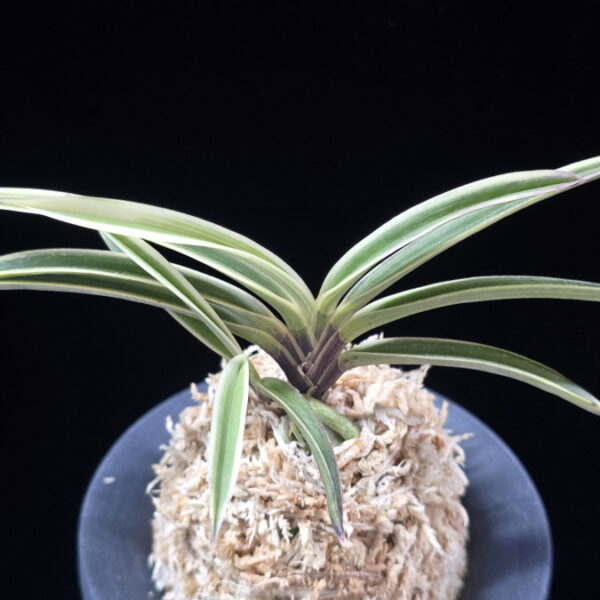 수정복륜 水晶覆輪 Suishou Fukurin