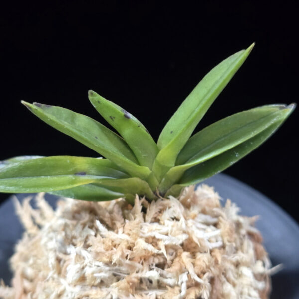 천하장사 天下壯士 Cheonhajangsa