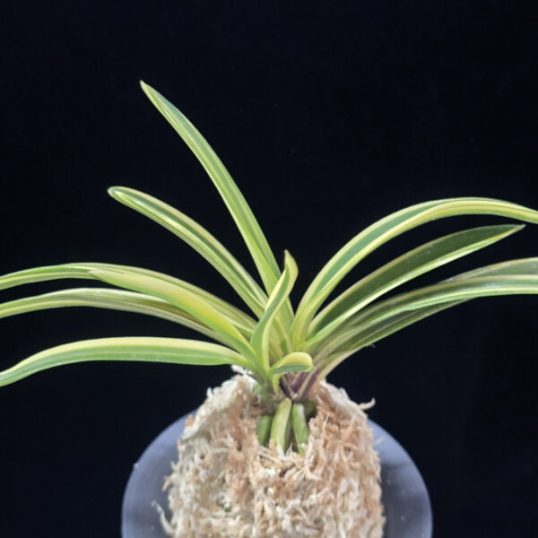 엄미호 奄美縞 Amami Shima