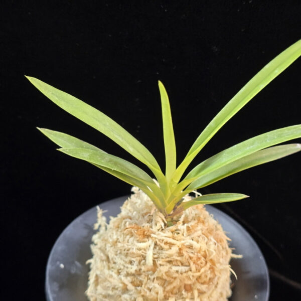 천대지수 千代之壽 Chiyo no kotobuki