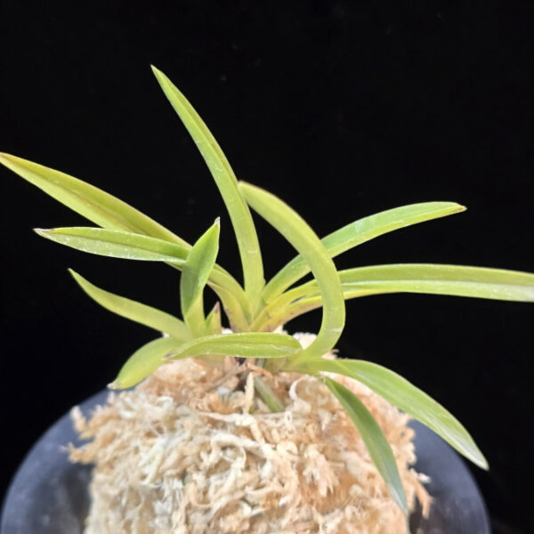 천대지수 千代之壽 Chiyo no kotobuki