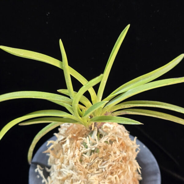 천대지수 千代之壽 Chiyo no kotobuki