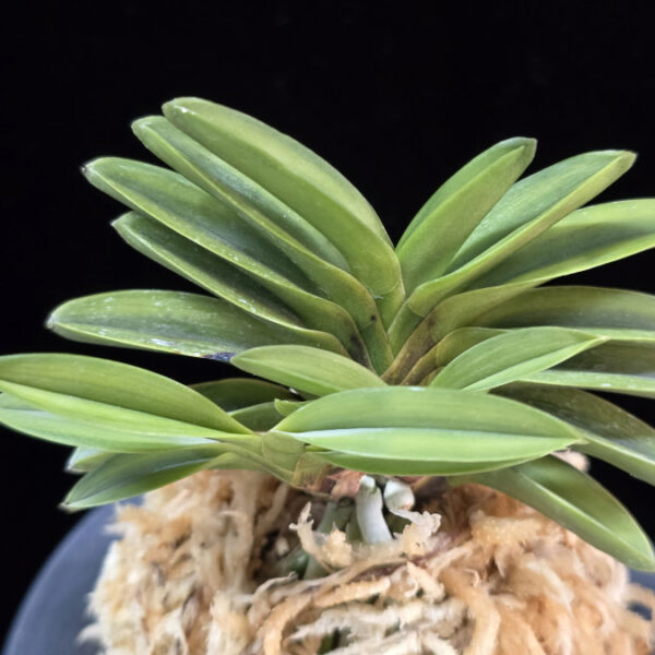 홍녹보복륜 紅緑宝覆輪 Beniryokuhou Fukurin