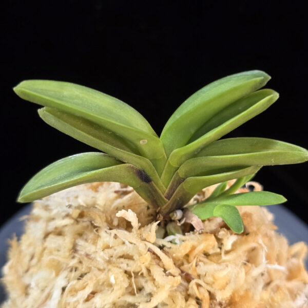 홍녹보복륜 紅緑宝覆輪 Beniryokuhou Fukurin