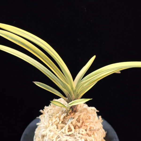 백옥루 白玉樓 Baekokru