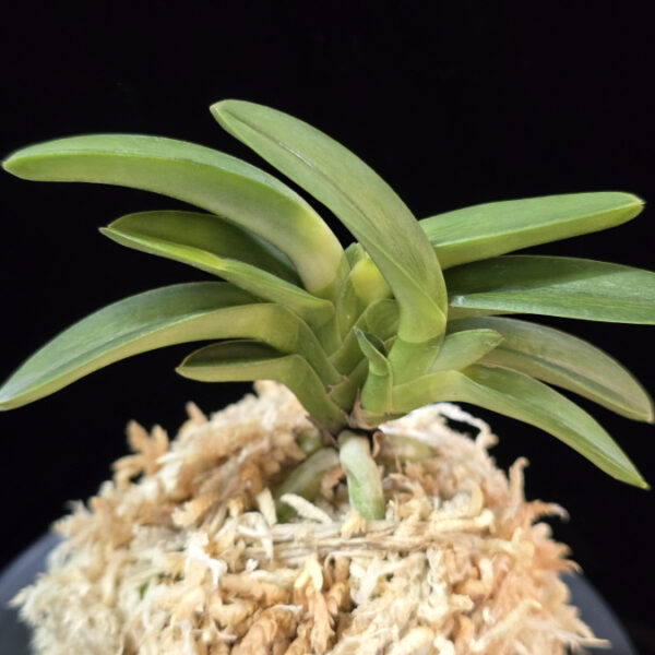 취화전서반 翠華殿曙班 Suikaden Akebono-fu (Suikaden*Amanogawa)