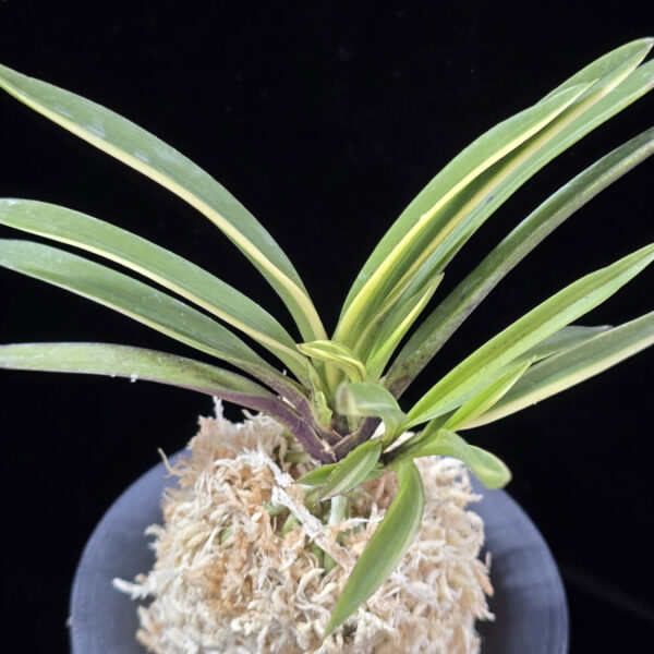 엄미호 奄美縞 Amami Shima